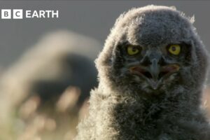 Snowy Owls’ Commitment to Parenthood | Animal Super Parents | BBC Earth