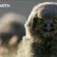 Snowy Owls’ Commitment to Parenthood | Animal Super Parents | BBC Earth