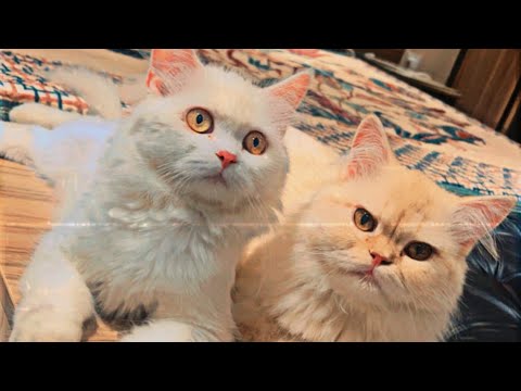 So cute ! Best Animals video! Cute kittens playing Games video ! Bestest video ! Cutest videos
