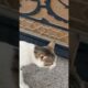 So cute cat #youtubeshorts #cat #viral #shortvideo