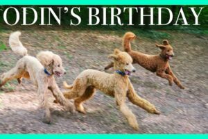 Standard Poodle Birthday Party!! Odin's 1st Birthday // Cute Puppies Playing