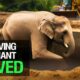Starving Elephant SAVED in Abandoned Well | Rescue Animals