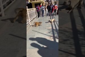 Strange Fight dog and monkey