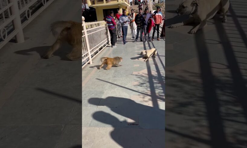 Strange Fight dog and monkey