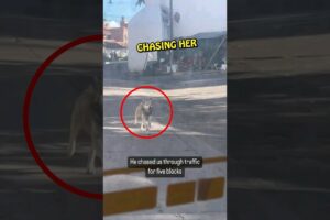 Stray Dog Chases Her Car Until She Adopts Him 🥺 ❤️