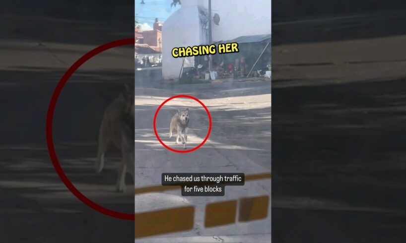 Stray Dog Chases Her Car Until She Adopts Him 🥺 ❤️