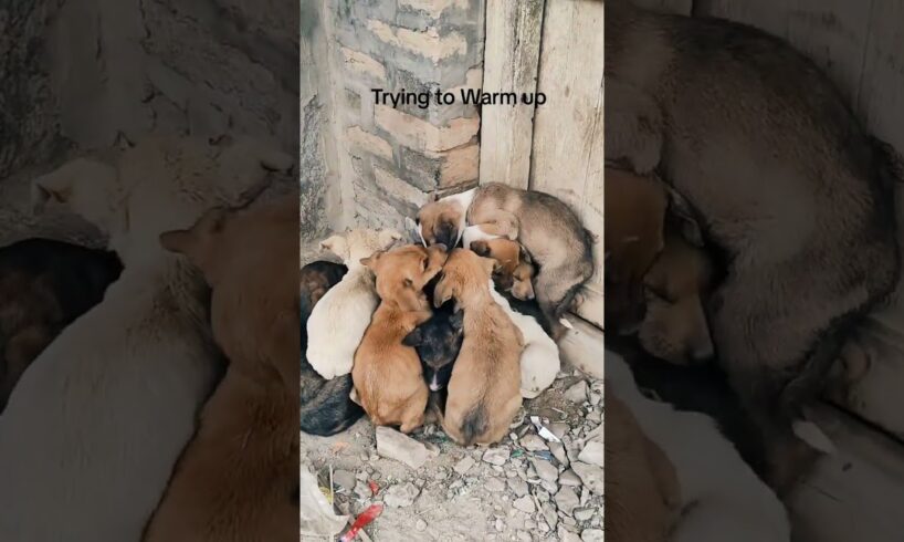 Stray Puppies Find Creative Ways to Keep Warm! #shorts #cute #puppies @CuteDua798