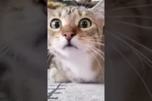 Subscribe 🔔 Cat, fails, shorts, short, fail funny, fails of the week, epic fails, bikers, car fails