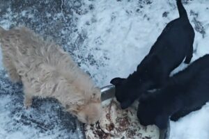 Sudden Snowstorm Causes Dog To Nearly Lose Temperature, But Luckily Found In A Hurry