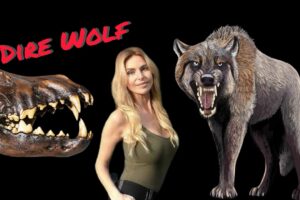 THE DIRE WOLF - THE MOST 'TERRIBLE' & HUGE WOLF EVER?