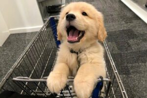 TOP HIGHLIGHTS of FUNNY PUPPIES that will make you LAUGH