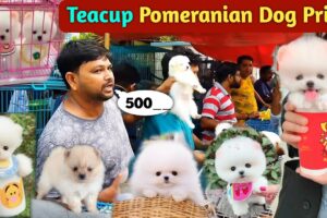 Teacup Pomeranian dog price in India | Pomeranian puppies price | cute puppy price | cute Pomeranian