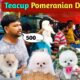 Teacup Pomeranian dog price in India | Pomeranian puppies price | cute puppy price | cute Pomeranian