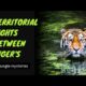Territorial fights between tiger's 🐅 #tiger #fight #animals