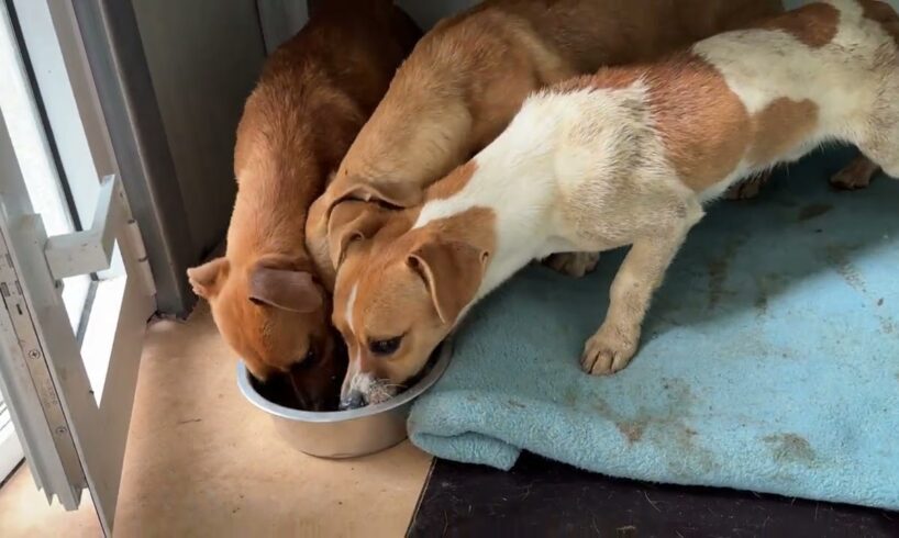 The 3 Abused Dogs Are Safe In My Shelter - Takis Shelter