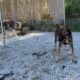 The 3 dogs that were chained are enjoying life in my shelter - Takis Shelter