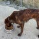 The 3 dogs  were locked in chains but not any more! - Takis Shelter