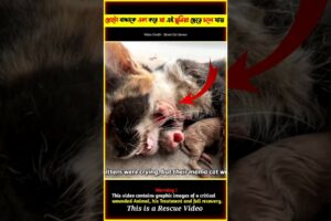 The Kittens Hug Their Dea'd Mother And Very Cry 😭 Cat Rescue Video @tbmshortstory #shorts #rescue