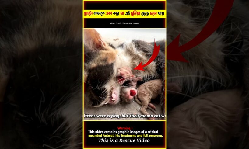 The Kittens Hug Their Dea'd Mother And Very Cry 😭 Cat Rescue Video @tbmshortstory #shorts #rescue
