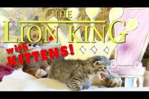The Lion King (Cute Kitten Version)