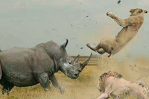 The Most STUNNING Animal Battles You Will Ever See..