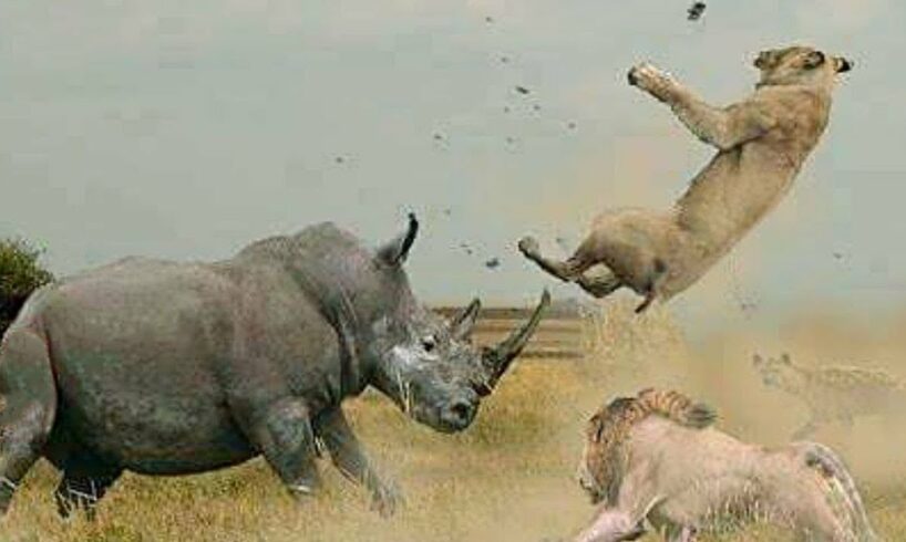 The Most STUNNING Animal Battles You Will Ever See..