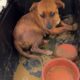 The Pregnant Dog Rescued Will Give Birth In A Few Days! - Takis Shelter