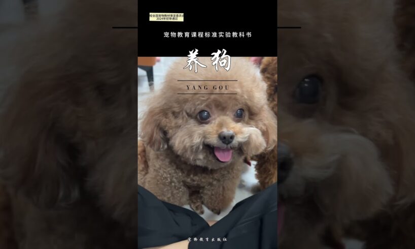 The cutest#dogs #cute #dogs #toypoddle