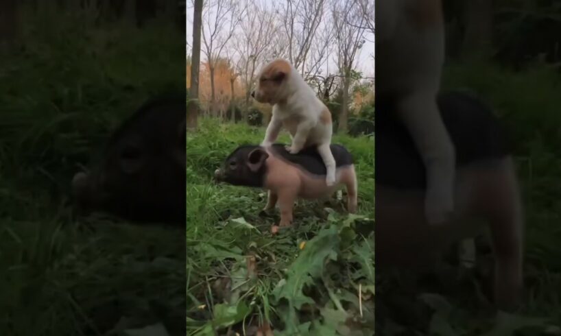 The dog playing with pig #dog #shortvideo #animal