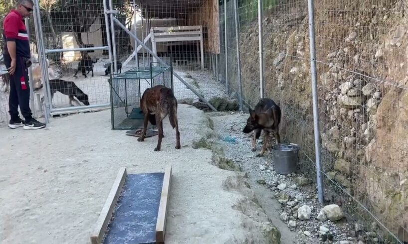 The second of the three chained dogs are free and safe my shelter- Takis Shelter