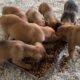 The stray mother and her 7 puppies are safe in the shelter - Takis Shelter