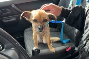 They Abandoned A Very Old Small Dog In My City Again! - Takis Shelter