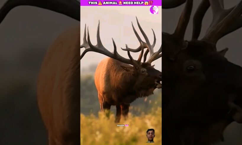 This Animal Need Help? | Animal Help #youtubeshorts #shortsvideo #shortviral