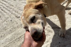 This Dog Was Chained All His Life And We Rescued Him! - Takis Shelter
