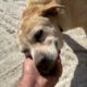 This Dog Was Chained All His Life And We Rescued Him! - Takis Shelter