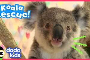 Tiny Brave Koala Is Ready To Go Home | Animal Videos For Kids | Dodo Kids