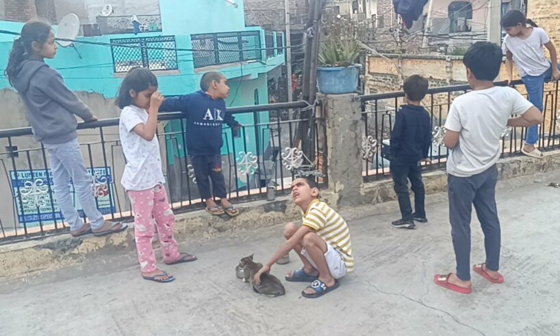 Today all the children went with me to feed the cat | #cat #cats #kitten @KittenLady