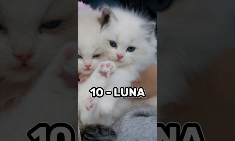 Top 10 Cute female cate names ❤️