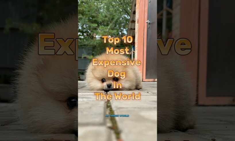 Top 10 Most Expensive Dog In The World #top10