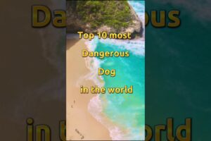 Top 10 most Dangerous Dog in the world#shorts #shot #ytshorts