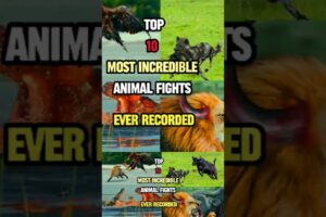 Top 10 most incredible animal fights ever recorded #lion #buffalo #eagles #hyena #hippo #crocodile