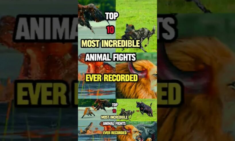 Top 10 most incredible animal fights ever recorded #lion #buffalo #eagles #hyena #hippo #crocodile