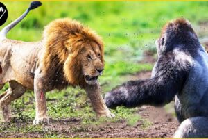 Top 15 Craziest Animal Fights Of ALL TIME Caught On Camera | Animal Fights