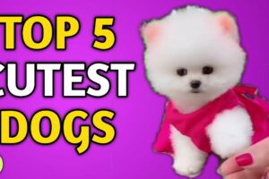 Top 5 Cutest Dogs In The World | Cute Pomeranian dog | Teacup dog | pom dog price in India Rajesh5G