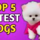 Top 5 Cutest Dogs In The World | Cute Pomeranian dog | Teacup dog | pom dog price in India Rajesh5G