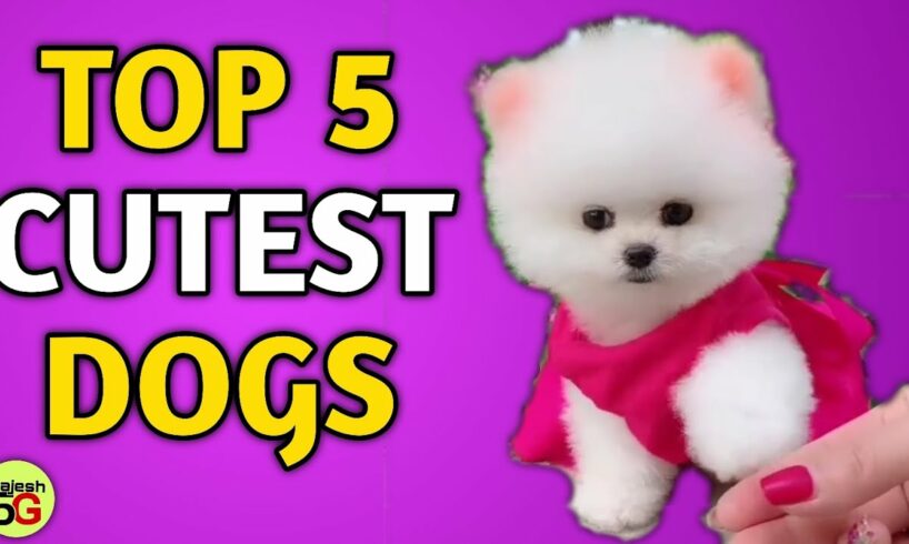 Top 5 Cutest Dogs In The World | Cute Pomeranian dog | Teacup dog | pom dog price in India Rajesh5G