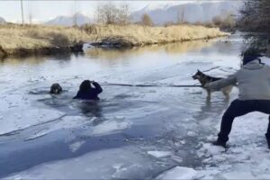 Trapped in Ice: Can We Rescue This Dog Before It's Too Late?