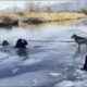 Trapped in Ice: Can We Rescue This Dog Before It's Too Late?