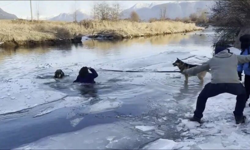 Trapped in Ice: Can We Rescue This Dog Before It's Too Late?