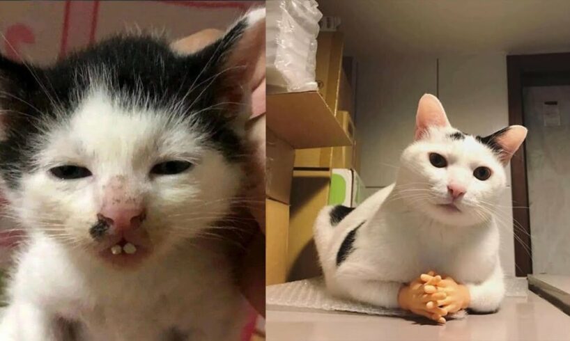 Try Not To Laugh 🤣 New Funny Cats Video 😹 - Fails of the Week Part 12